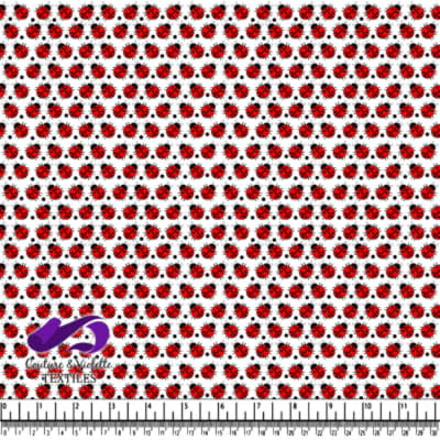 Coccinelles rouges sur fond blanc