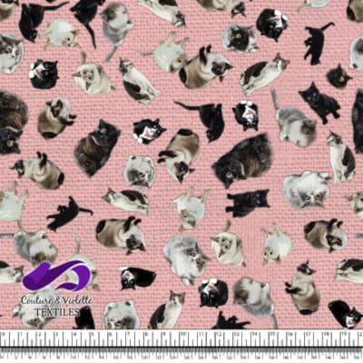 Chat - Chaterie sur Texture blush pink